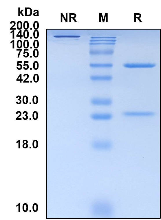 (Lumiliximab)Biosimilar Reference Antibody(FCER2/CD23)(CAS NO:357613-86-6)