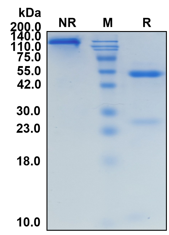 (Lumrotatug)Biosimilar Reference Antibody(ADPRC1/CD38)