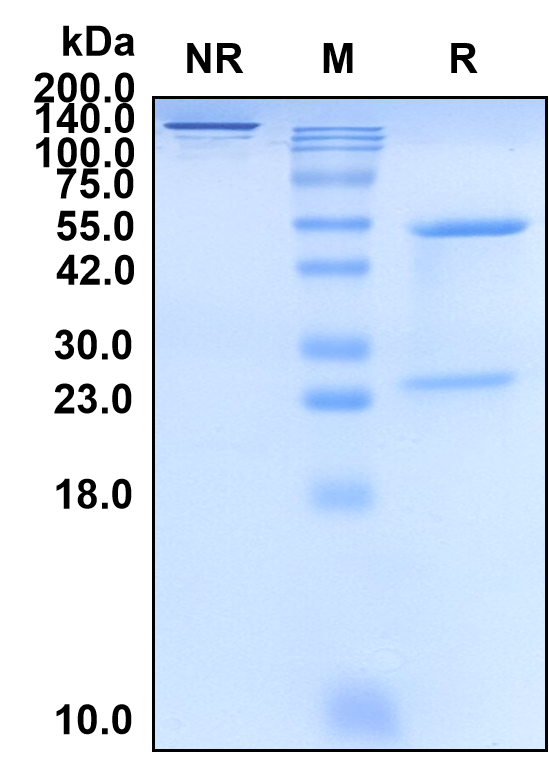 (Maftivimab)Biosimilar Reference Antibody(Zaire Ebolavirus Glycoprotein)(CAS NO:2135632-36-7)
