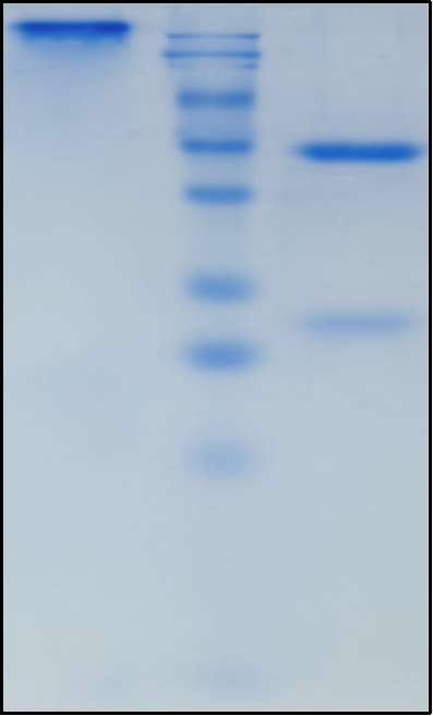 (Margetuximab)Biosimilar Reference Antibody(ERBB2/CD340/HER2)