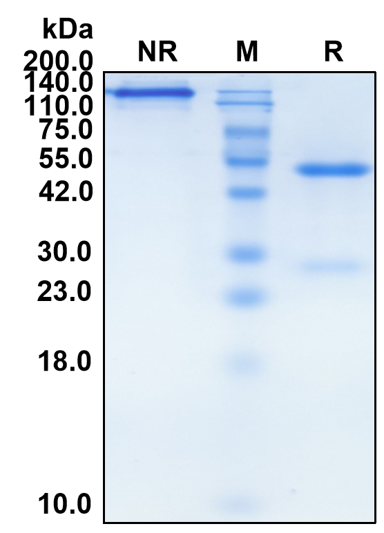 (Marstacimab)Biosimilar Reference Antibody(ERBB2/CD340/HER2)