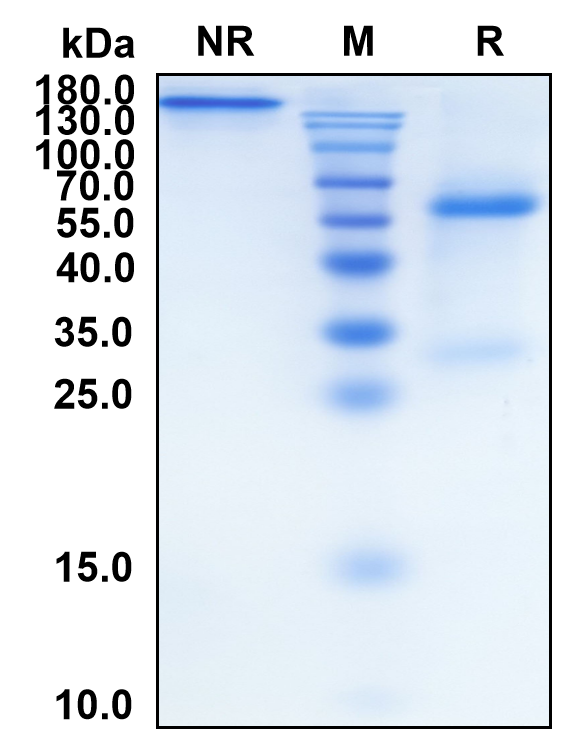 (Mavrilimumab)Biosimilar Reference Antibody(CSF2RA/CD116)