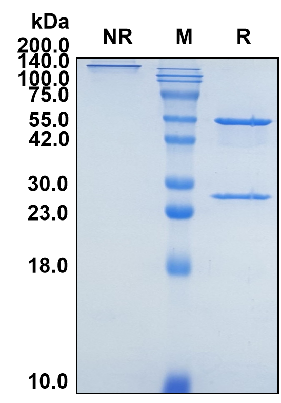 (Mepolizumab)Biosimilar Reference Antibody(IL5)(CAS NO:196078-29-2)