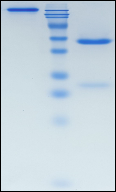 (Mezagitamab)Biosimilar Reference Antibody(ADPRC1/CD38)