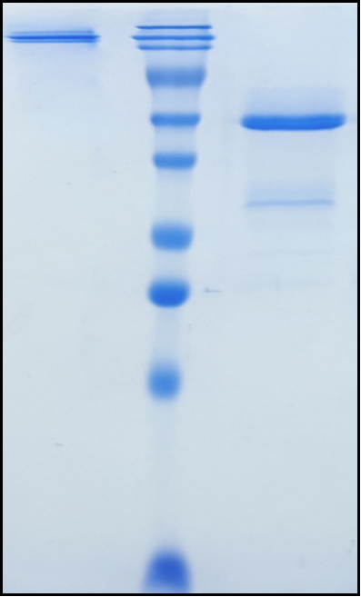 (Mirvetuximab)Biosimilar Reference Antibody(FOLR1)