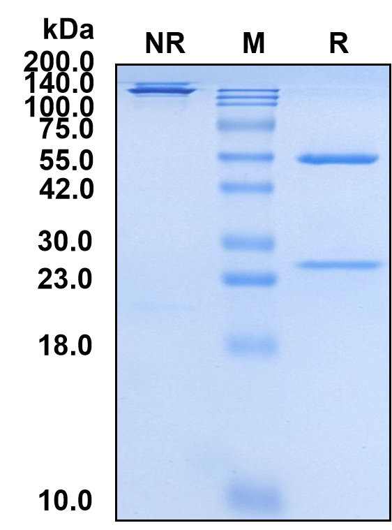 (Mirzotamab)Biosimilar Reference Antibody(B7H3/CD276)(CAS NO:2229859-11-2)