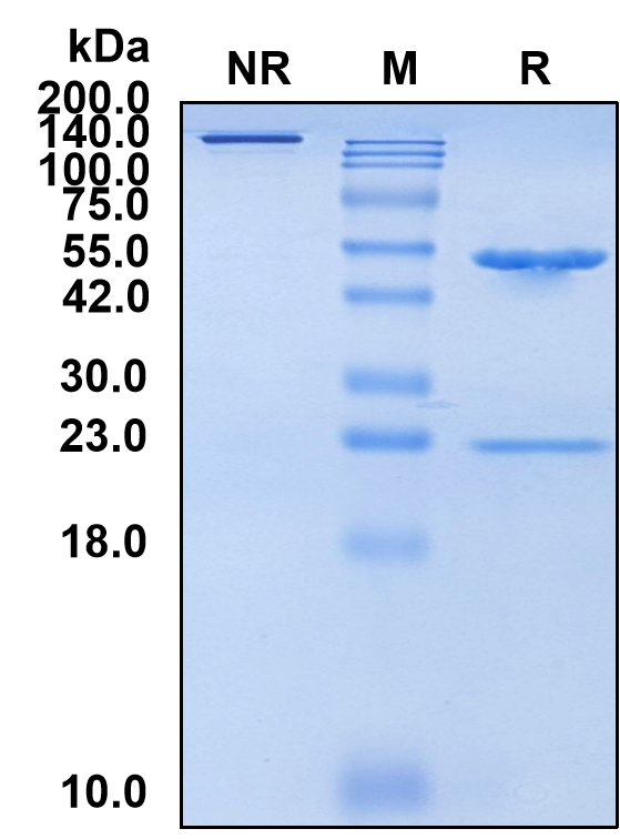 (Mitazalimab)Biosimilar Reference Antibody(TNFRSF5/CD40)(CAS NO:2055640-86-1)