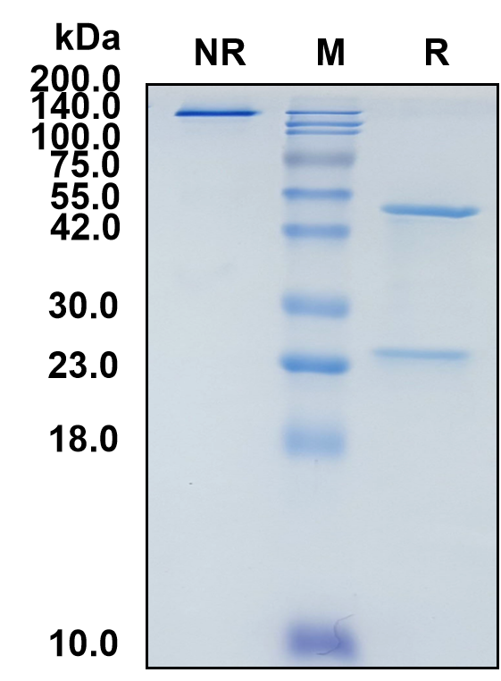(Motavizumab)Biosimilar Reference Antibody(Respiratory Syncytial Virus Glycoprotein F)(CAS NO:677010-34-3)