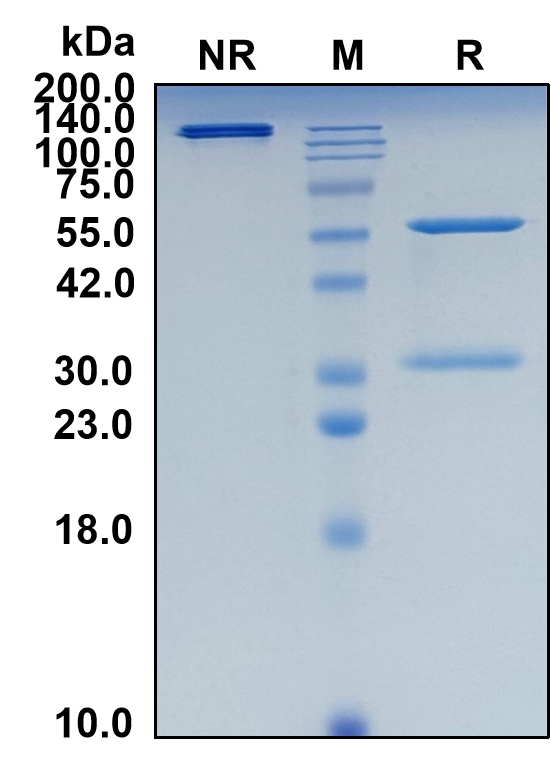 (Mupadolimab)Biosimilar Reference Antibody(NT5E/CD73)(CAS NO:2451856-97-4)