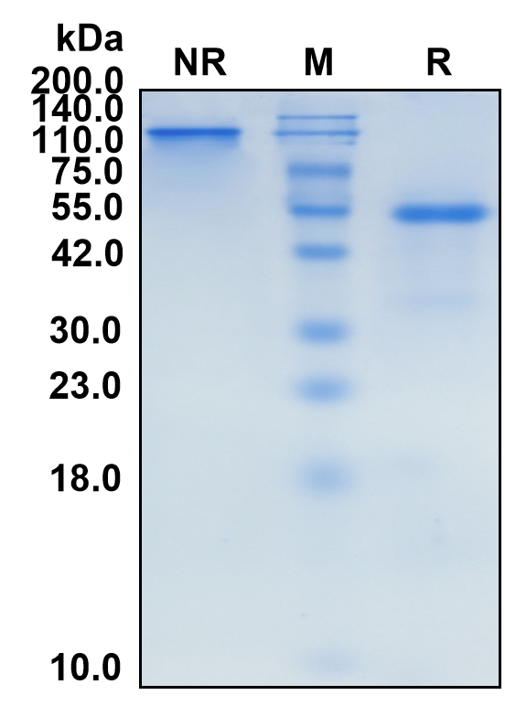 (Murlentamab)Biosimilar Reference Antibody(AMHR2)