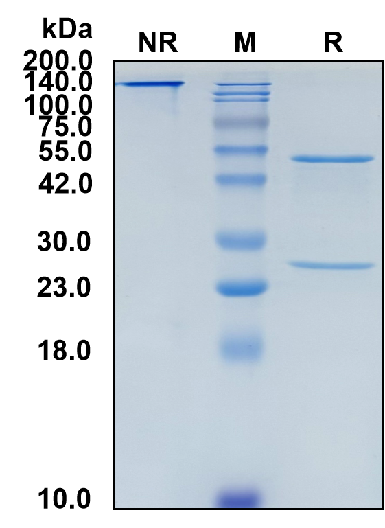 (Nadunolimab)Biosimilar Reference Antibody(IL1RAP)(CAS NO:2171061-85-9)
