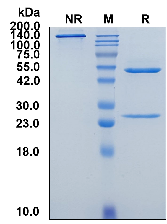 (Namilumab)Biosimilar Reference Antibody(CSF2)(CAS NO:1206681-39-1)