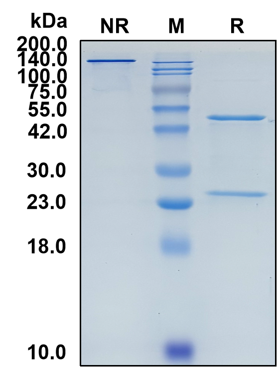 (Naratuximab)Biosimilar Reference Antibody(CD37)(CAS NO:1622327-39-2)