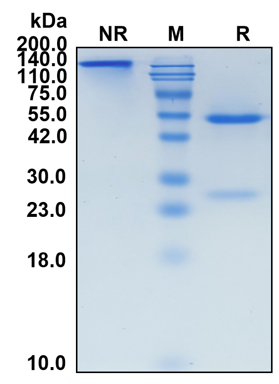 (Narnatumab)Biosimilar Reference Antibody(MST1R/CD136)