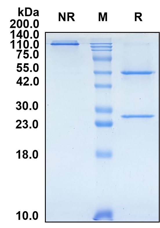 (Negalstobart)Biosimilar Reference Antibody(LAG3/CD223)