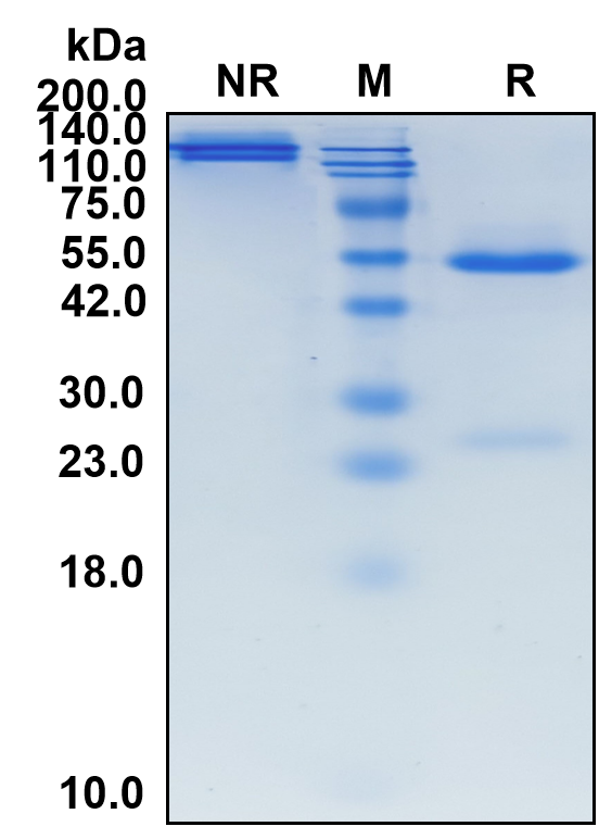 (Nelistotug)Biosimilar Reference Antibody(TACTILE/CD96)
