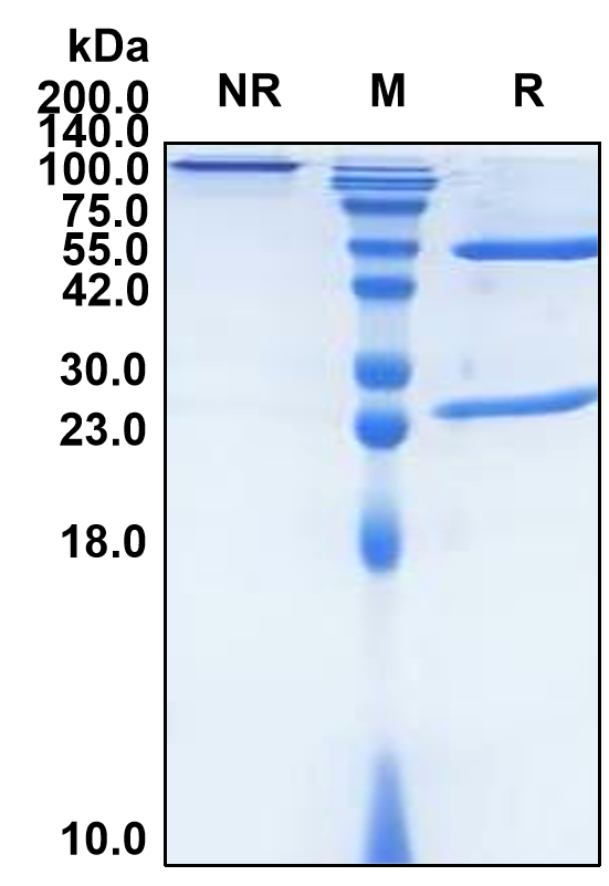 (Nimacimab)Biosimilar Reference Antibody(CNR1/CB1)