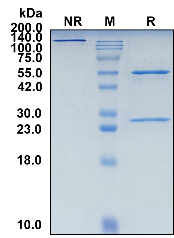 (Nimotuzumab)Biosimilar Reference Antibody(EGFR/ERBB1/HER1)(CAS NO:780758-10-3)