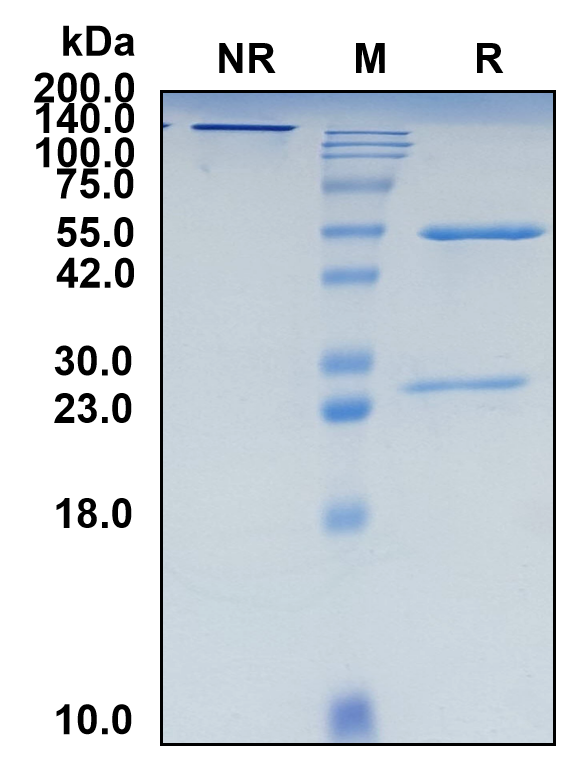 (Nipocalimab)Biosimilar Reference Antibody(FCGRT/FcRn)(CAS NO:2211985-36-1)