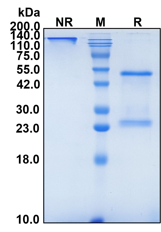 (Nisevokitug)Biosimilar Reference Antibody(TGFB1/TGFB2)