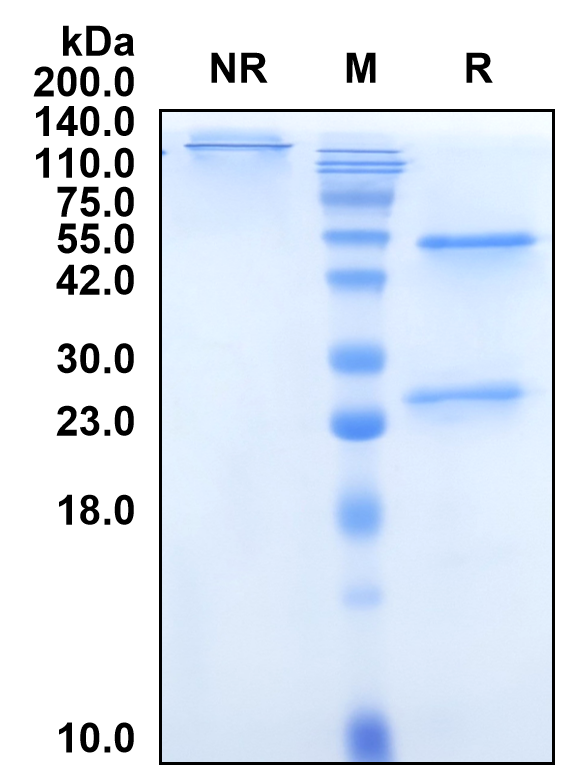 (Nivolumab)Biosimilar Reference Antibody(PDCD1/CD279/PD1)