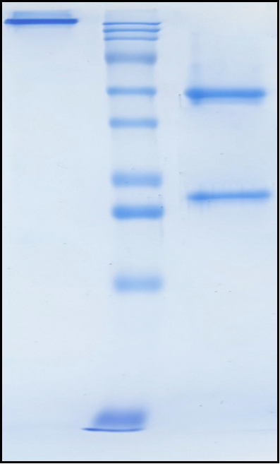(Nofazinlimab)Biosimilar Reference Antibody(PDCD1/CD279/PD1)