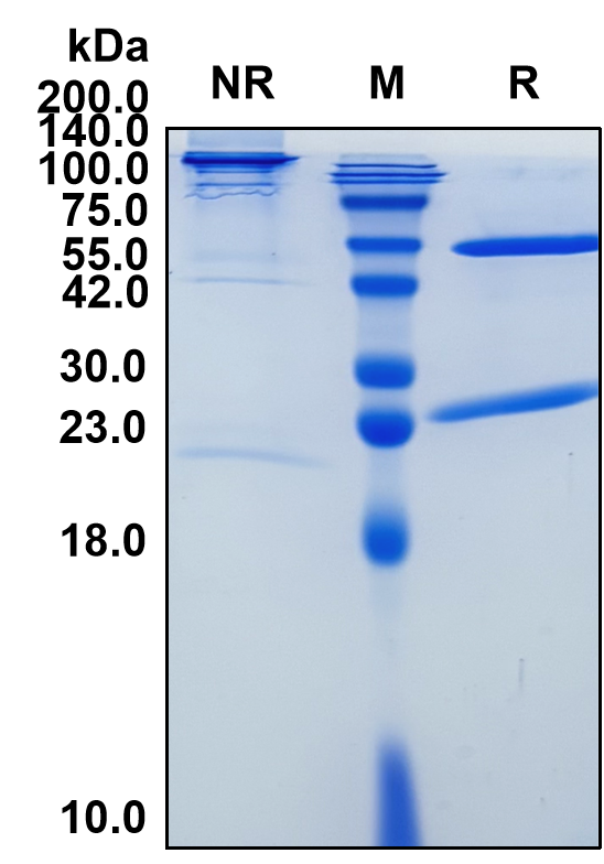 (Nurulimab)Biosimilar Reference Antibody(CTLA4/CD152)(CAS NO:2168561-20-2)