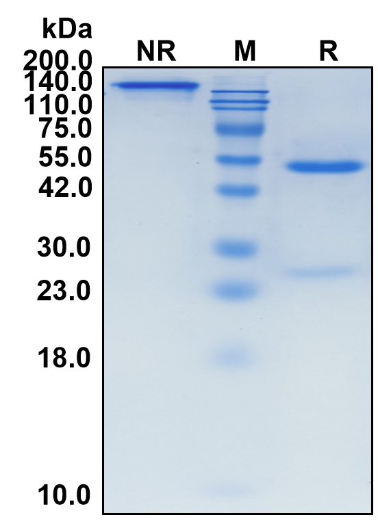 (Oberotatug)Biosimilar Reference Antibody(LY75/CD205/DEC205)