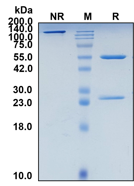 (Ocaratuzumab)Biosimilar Reference Antibody(MS4A1/CD20)(CAS NO:1169956-08-4)