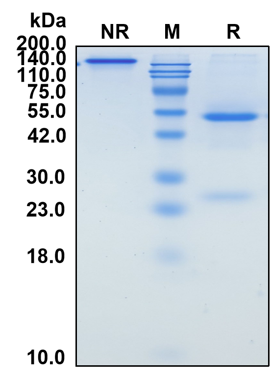 (Ociperlimab)Biosimilar Reference Antibody(TIGIT/WUCAM/VSTM3)