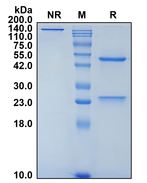 (Ocrelizumab)Biosimilar Reference Antibody(MS4A1/CD20)(CAS NO:637334-45-3)