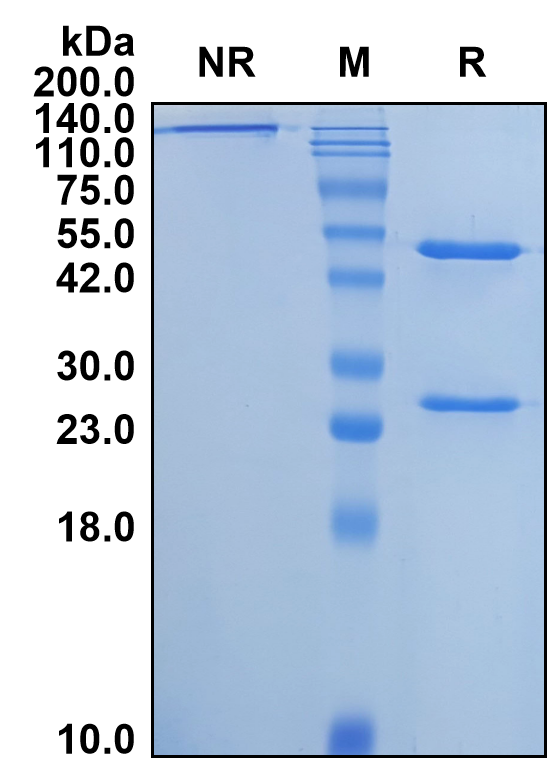 (Odesivimab)Biosimilar Reference Antibody(Zaire Ebolavirus Glycoprotein)(CAS NO:2135632-30-1)