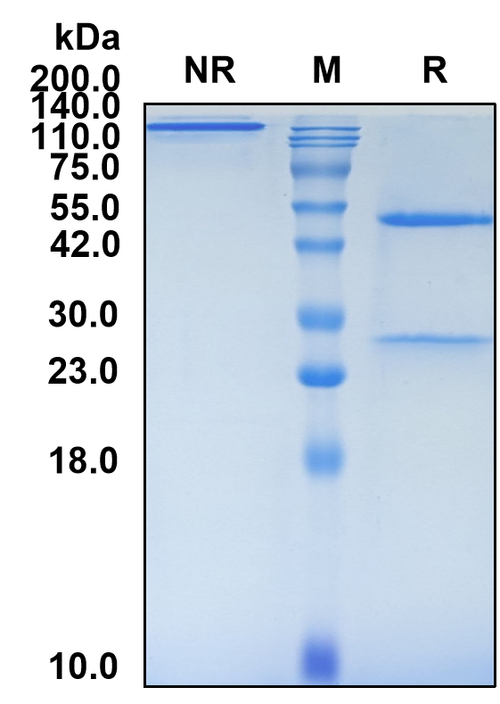 (Oleclumab)Biosimilar Reference Antibody(NT5E/CD73)