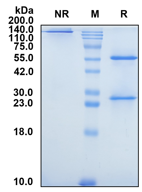 (Oloctinebart)Biosimilar Reference Antibody(LGALS3/GAL3)