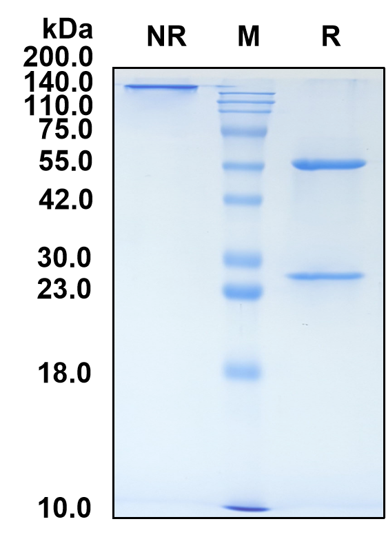 (Opelkibart)Biosimilar Reference Antibody(KIT/CD117)