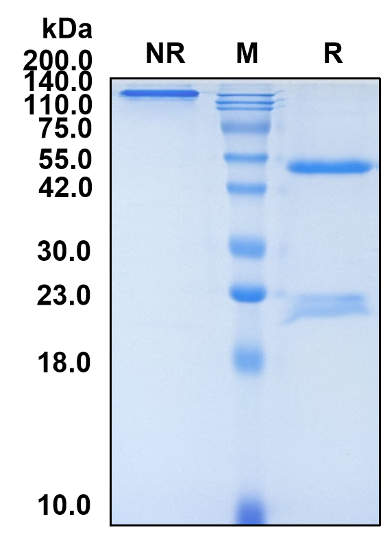 (Opucolimab)Biosimilar Reference Antibody(PDL1/CD274)