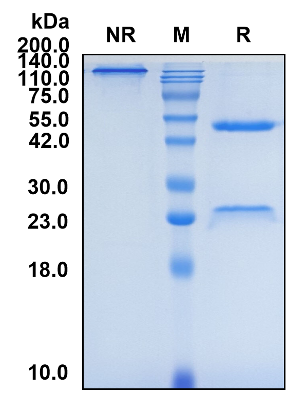 (Ordesekimab)Biosimilar Reference Antibody(IL15)