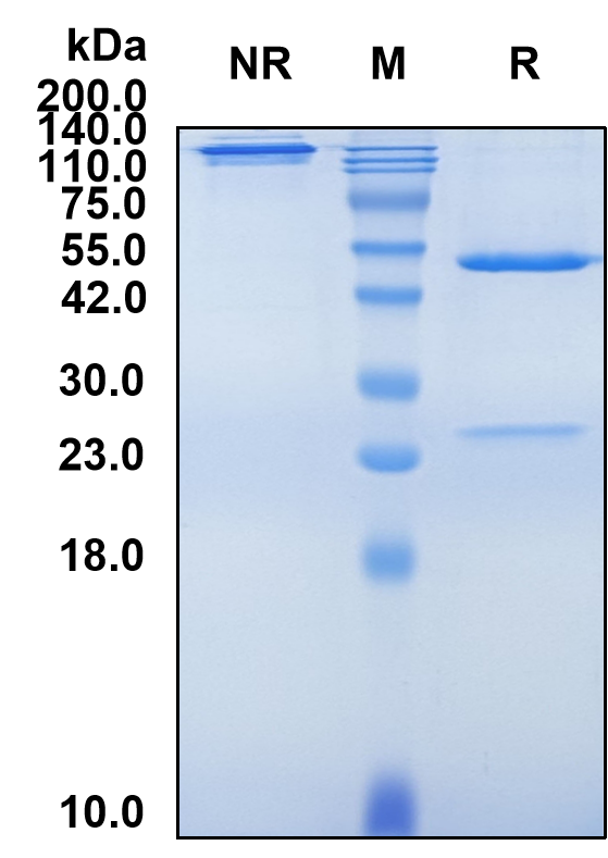 (Otilimab)Biosimilar Reference Antibody(CSF2)