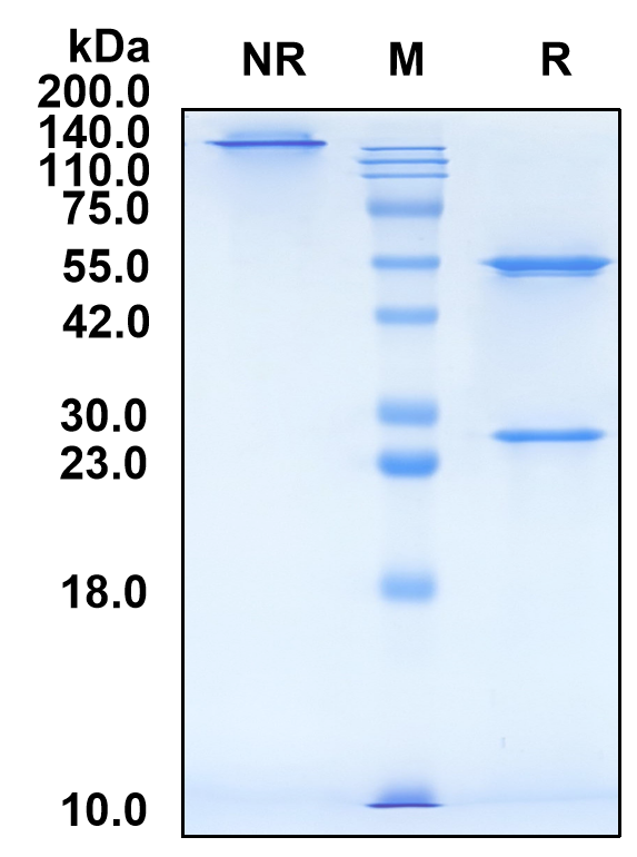 (Pacmilimab)Biosimilar Reference Antibody(PDL1/CD274)