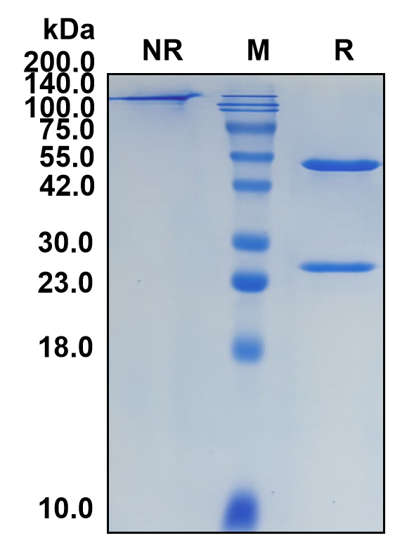 (Panitumumab)Biosimilar Reference Antibody(EGFR/ERBB1/HER1)(CAS NO:339177-26-3)