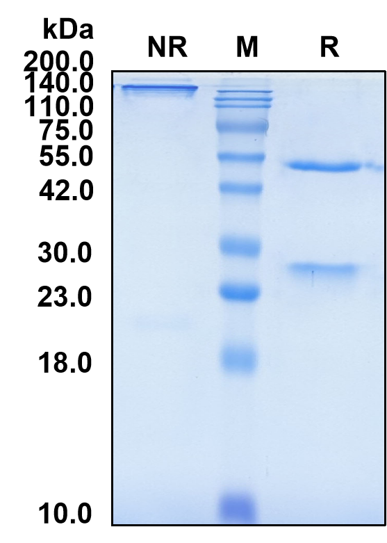 (Paridiprubart)Biosimilar Reference Antibody(TLR4/CD284)