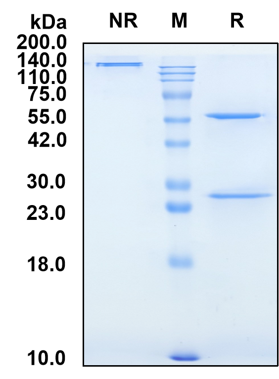 (Perenostobart)Biosimilar Reference Antibody(ENTPD1/CD39)
