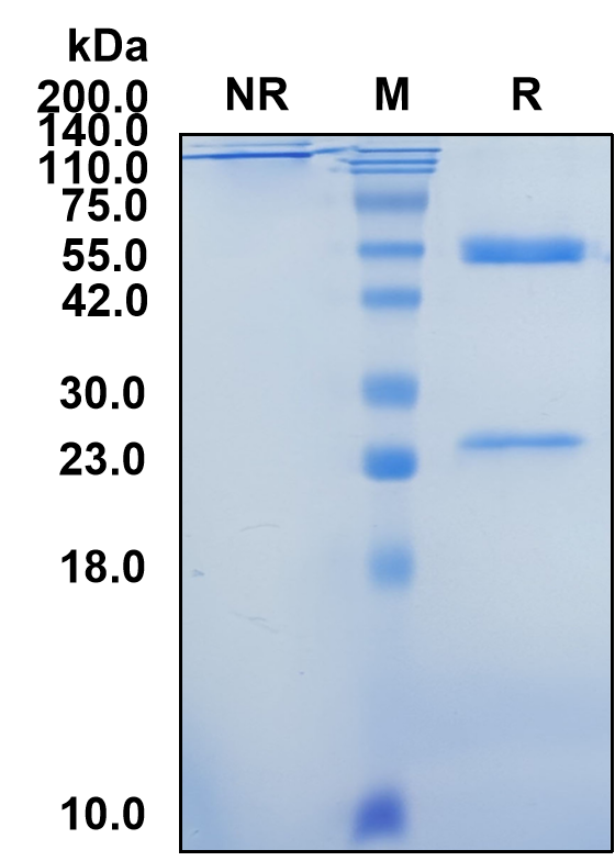 (Peresolimab)Biosimilar Reference Antibody(PDCD1/CD279/PD1)
