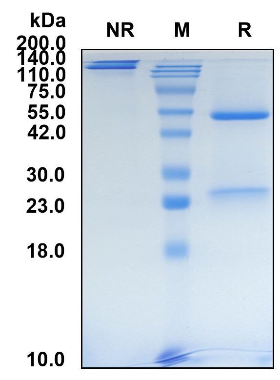 (Pertuzumab)Biosimilar Reference Antibody(ERBB2/CD340/HER2)