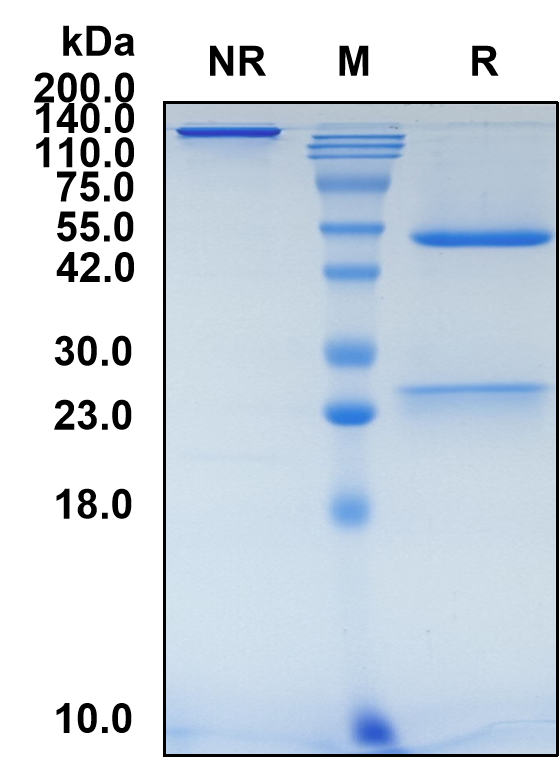 (Picankibart)Biosimilar Reference Antibody(IL23A)