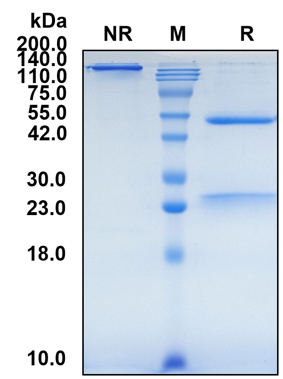 (Pidilizumab)Biosimilar Reference Antibody(PDCD1/CD279/PD1)