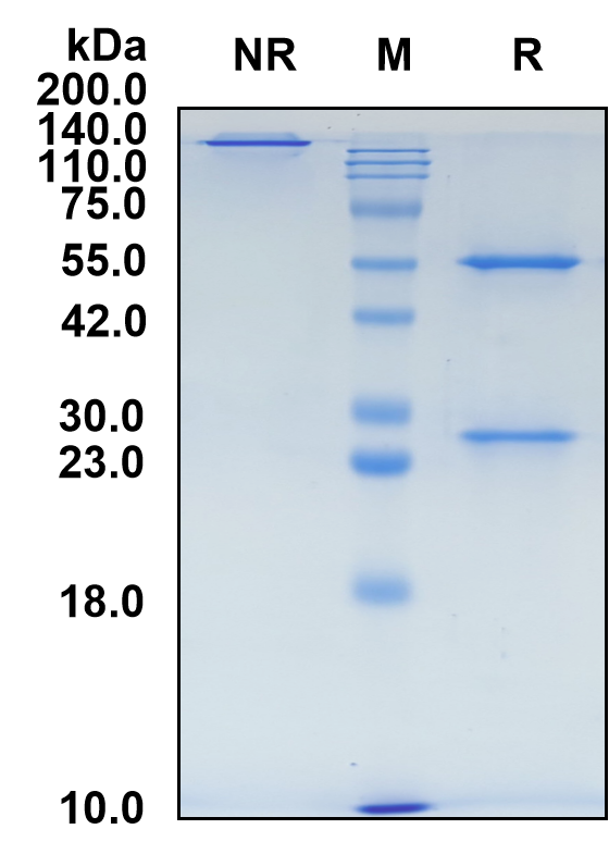 (Pimivalimab)Biosimilar Reference Antibody(PDCD1/CD279/PD1)