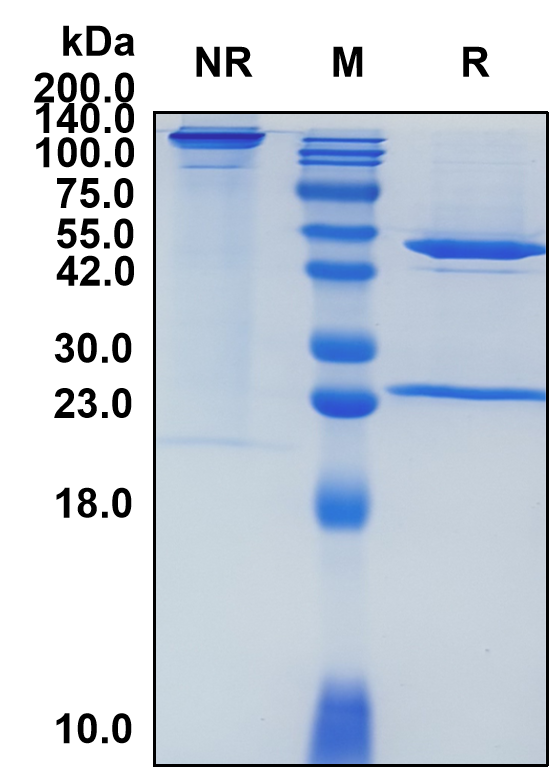 (Pinatuzumab)Biosimilar Reference Antibody(SIGLEC2/CD22)