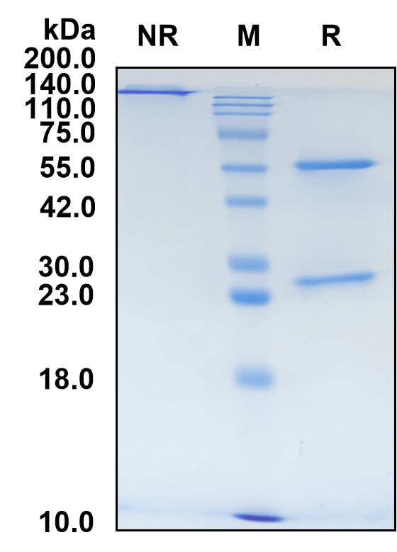 (Pradusinstobart)Biosimilar Reference Antibody(PDCD1/CD279/PD1)