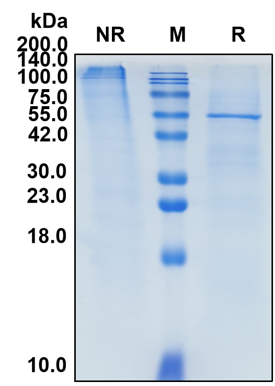 (Prezalumab)Biosimilar Reference Antibody(ICOSLG)